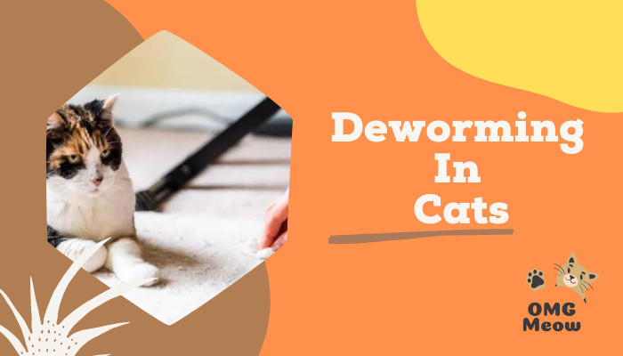 Deworming in Cats: Everything you need to know