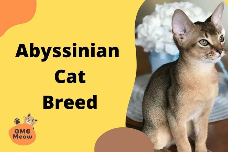 Abyssinian Cat: Tips, Care, and Characteristics