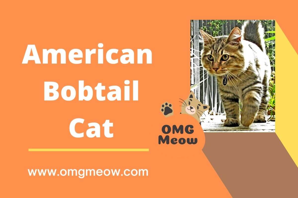 American Bobtail Cat