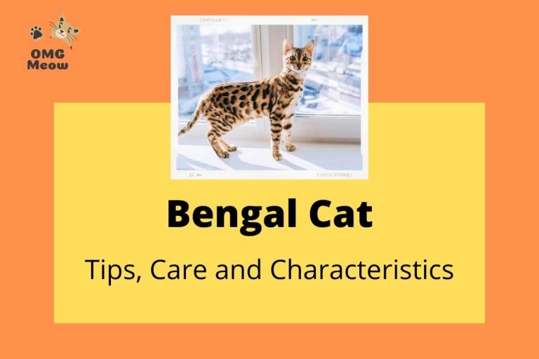 Bengali Cat: Tips, Care and Characteristics