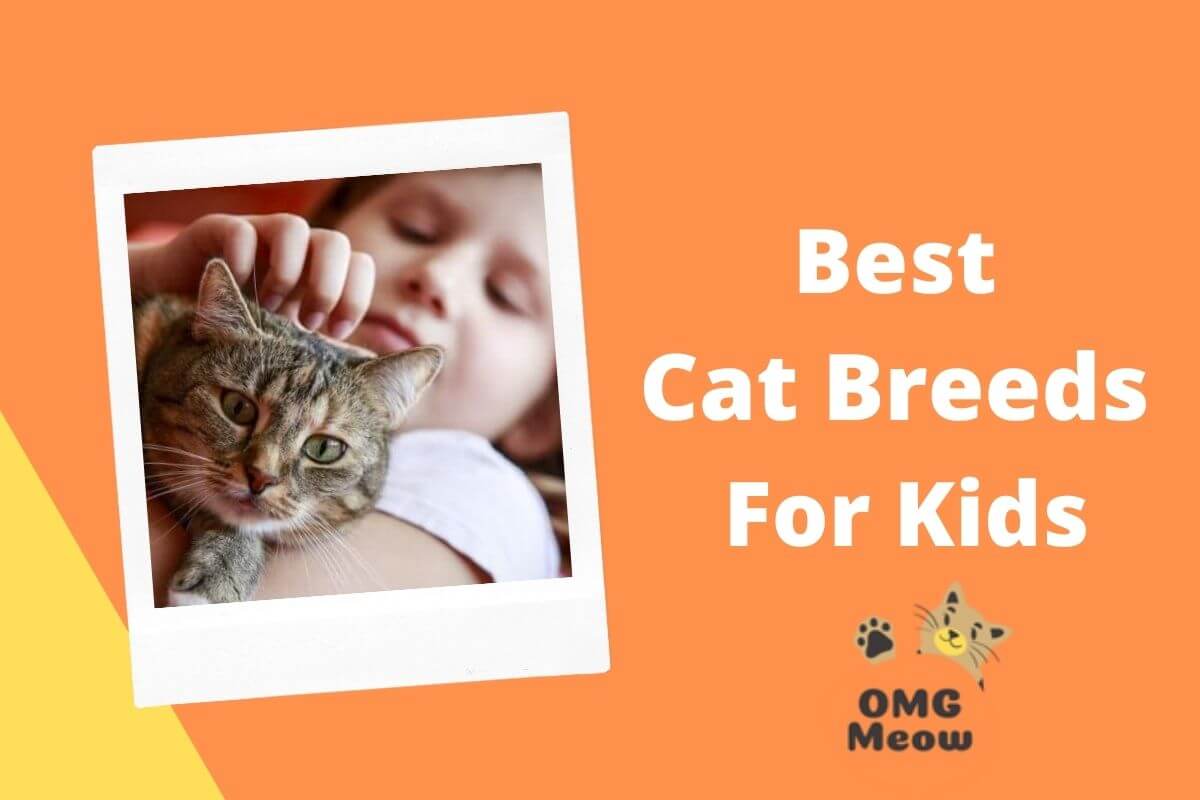 Best Cat Breeds For Kids