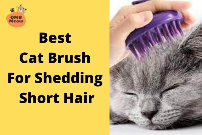 Best Cat Brushes for Shedding Short Hair in 2023