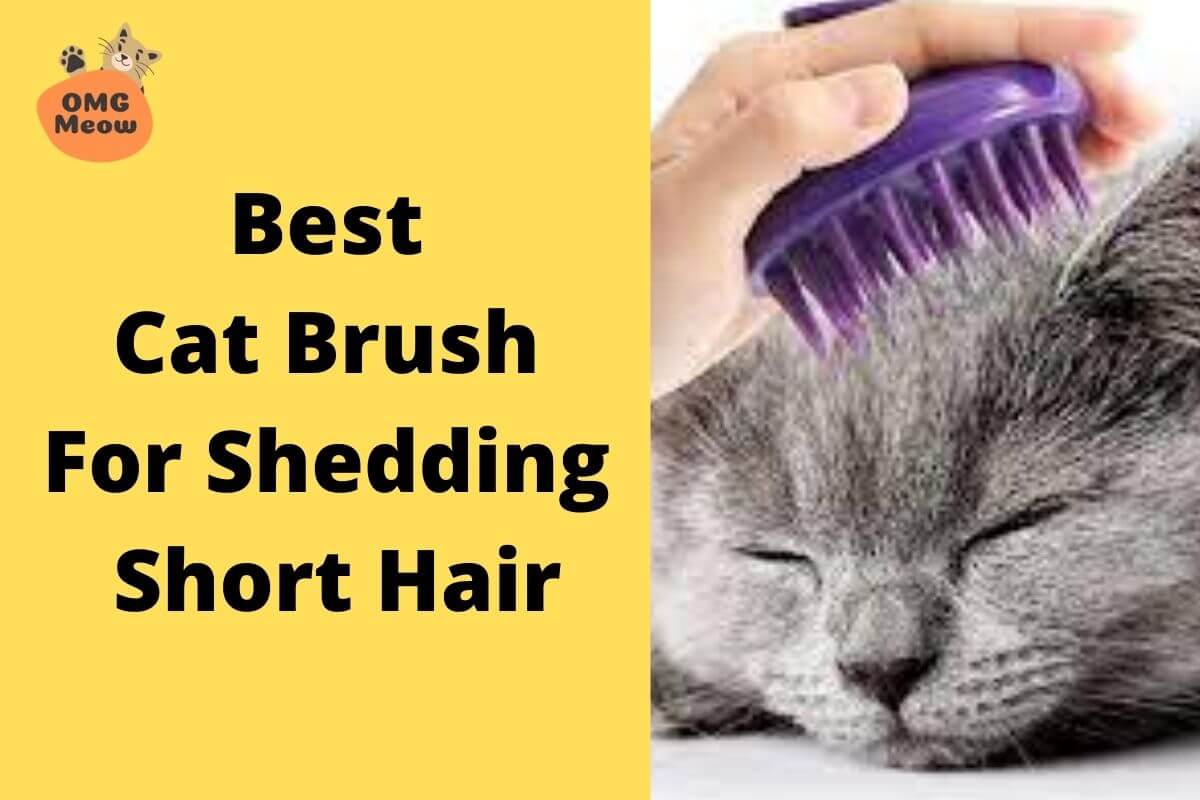 Best Cat Brush for Shedding Short Hair