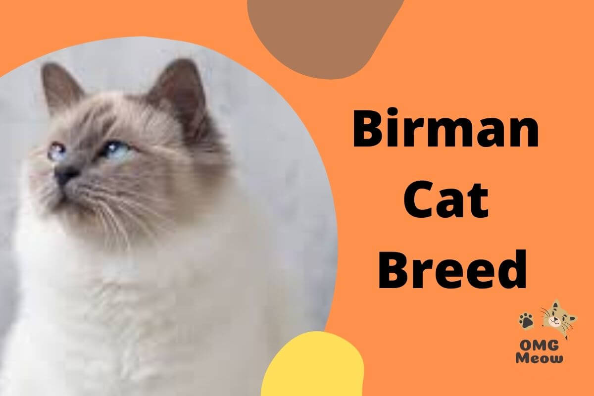Birman Cat Breed Information