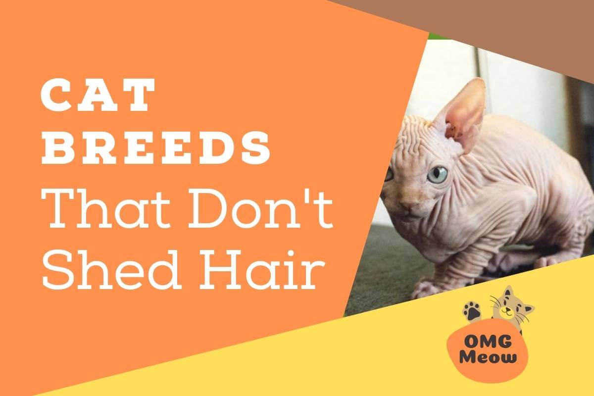 Cat breeds that shed the least