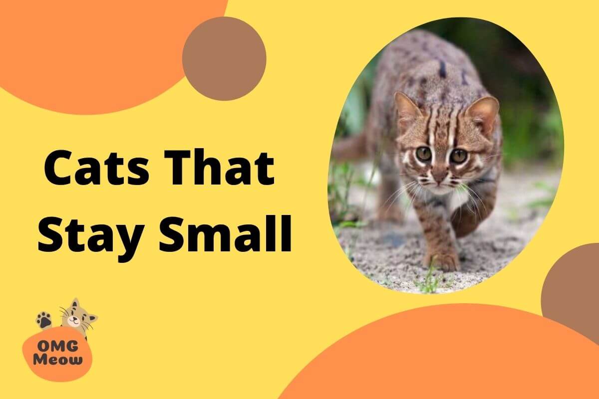 Cats That Stay Small