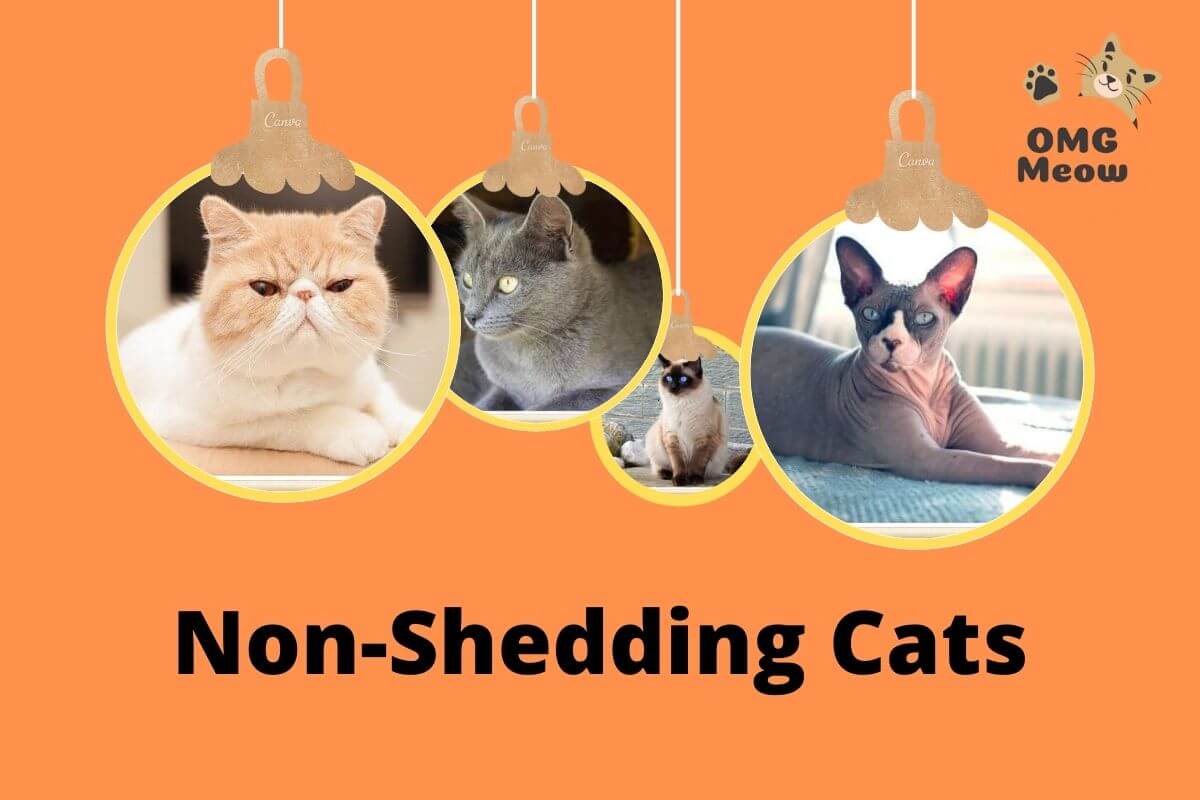 Cats that dont shed