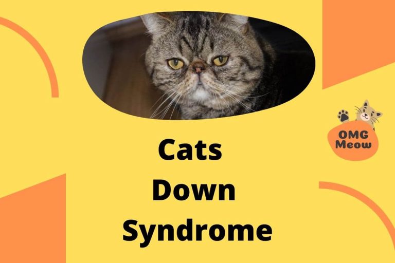 Can Cats and Kittens have Down Syndrome?