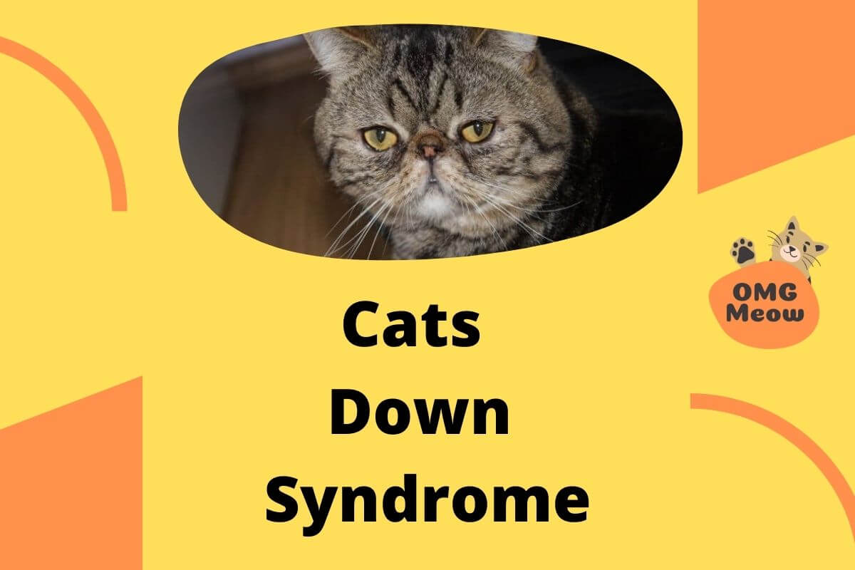 Cats with Down Syndrome