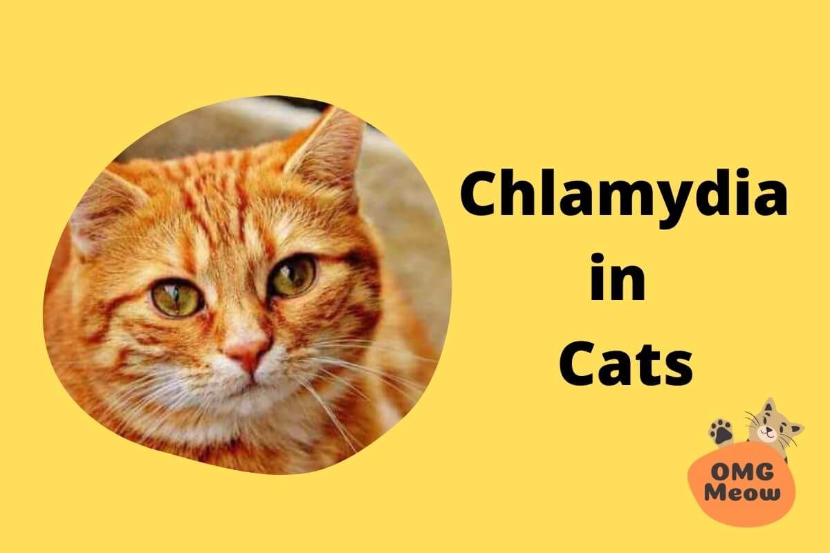 Chlamydia in Cats