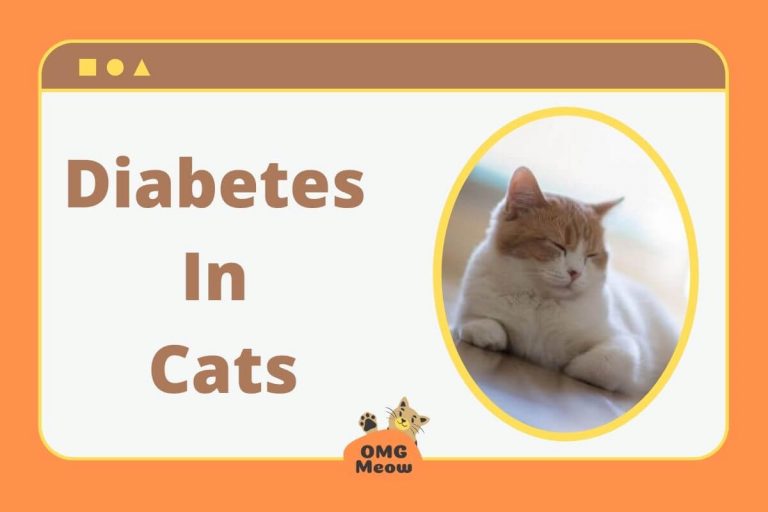 What are the Symptoms of Diabetes in Cats?
