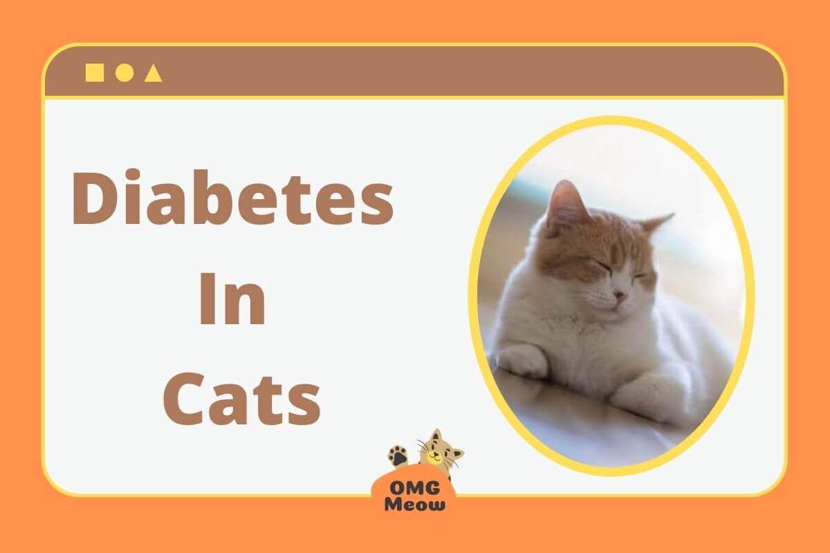 diabetes in cats