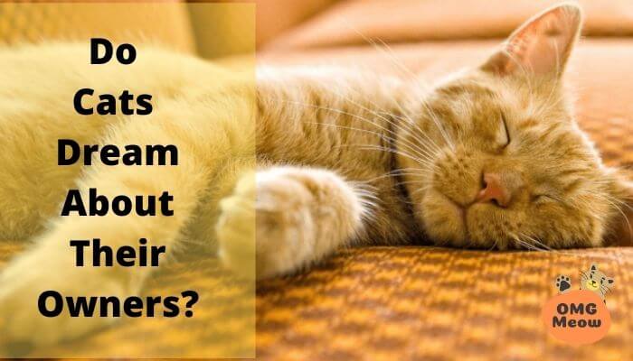 Do Cats Dream About Their Owners