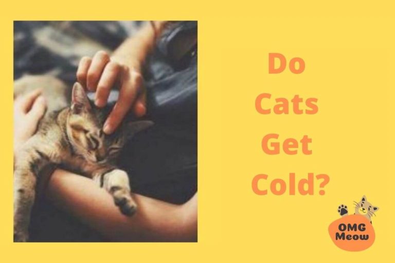 Do Cats Get Cold?