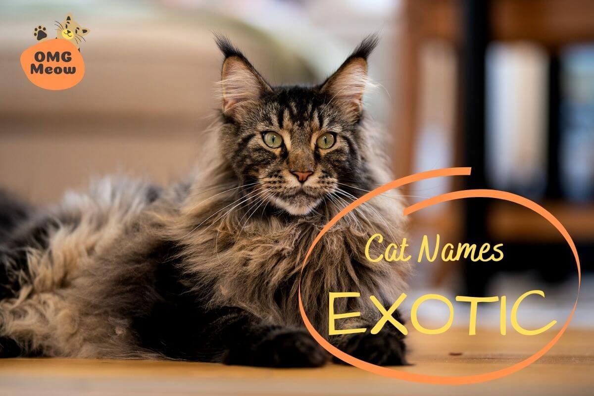 Exotic Cat Names