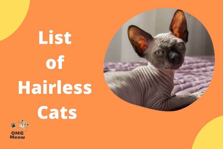What are Hairless Cats?