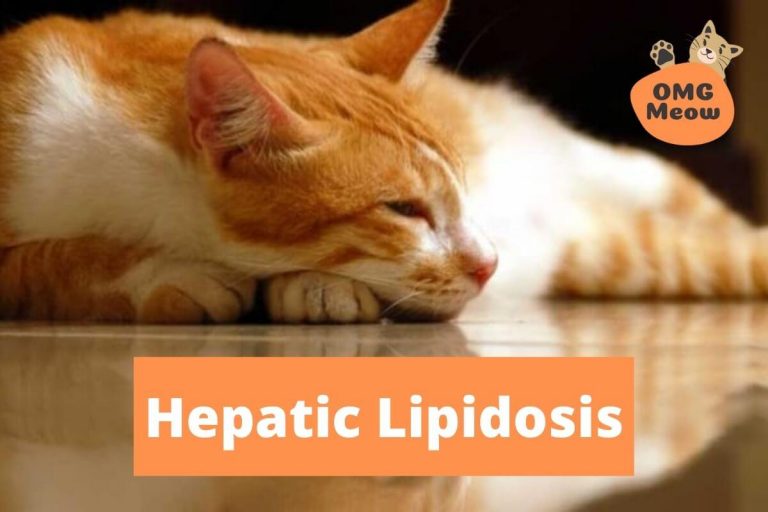 How to Identify Liver Lipidosis in Cats?