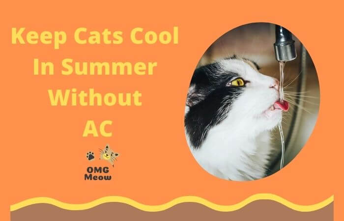 How To Keep Cats Cool In Summer Without AC