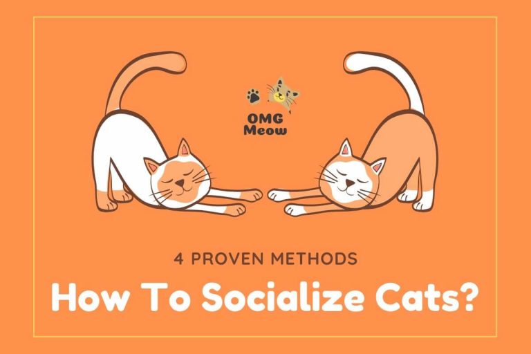 How to Help your Cat Socialize with other Cats and Dogs?