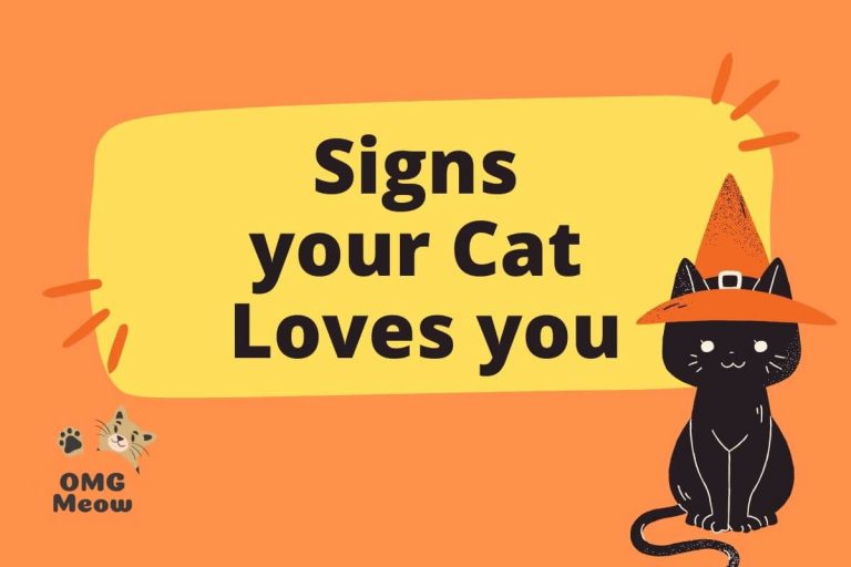 How do you Know your Cat Loves you?