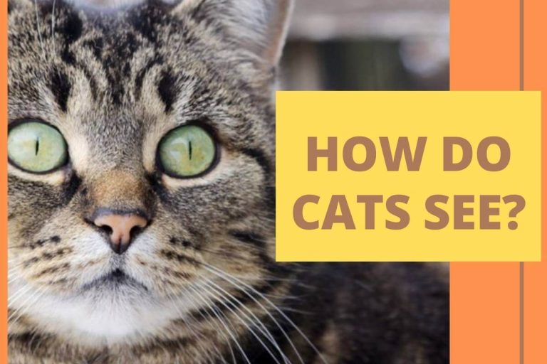 How Do Cats See? Do Cats See Color?