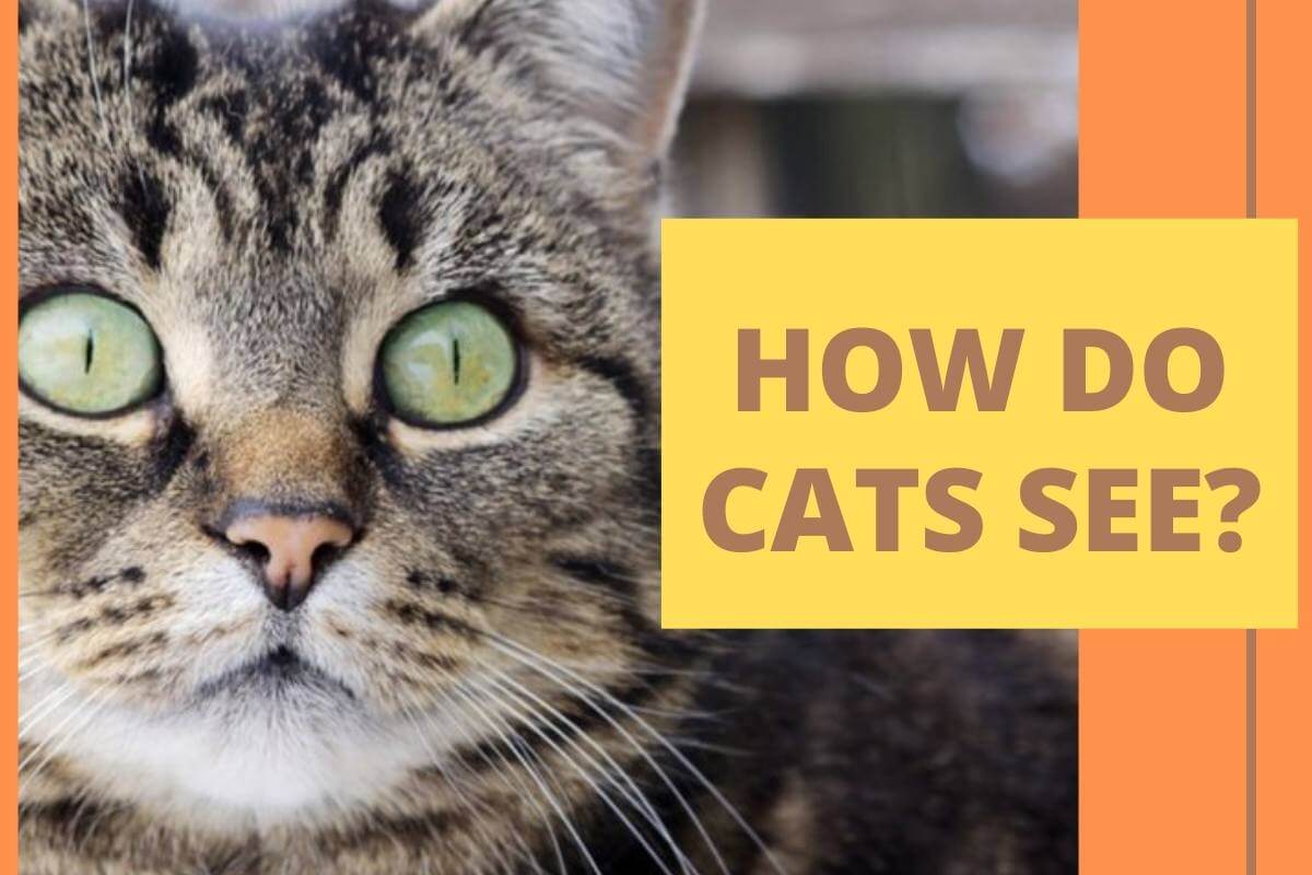How do cats see