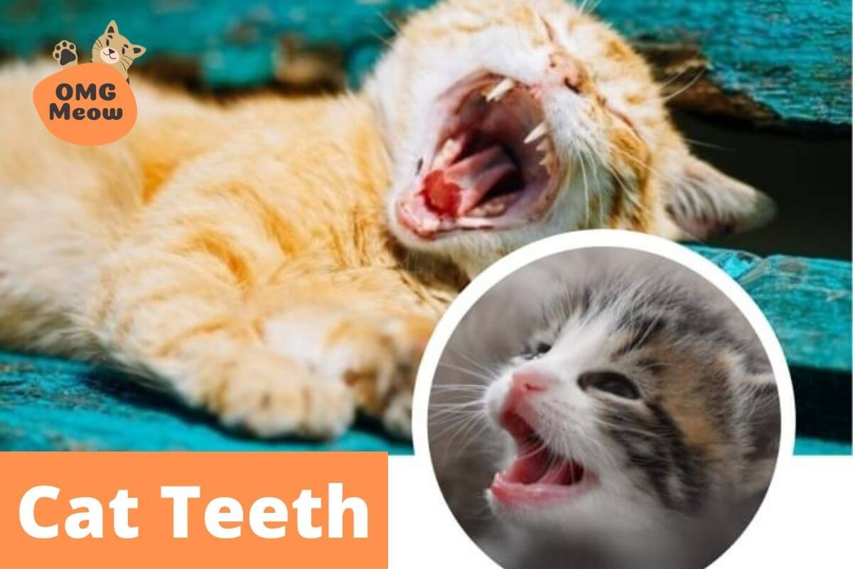 How many teeth do cats have