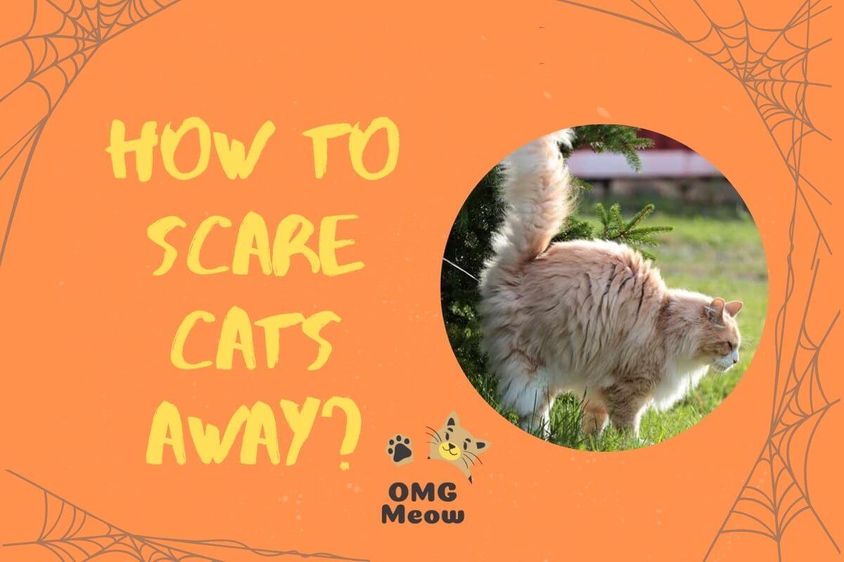 How to scare cats away?