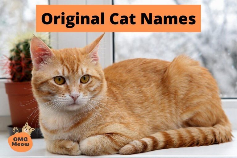 Beautiful and Cute Cat Names 2022