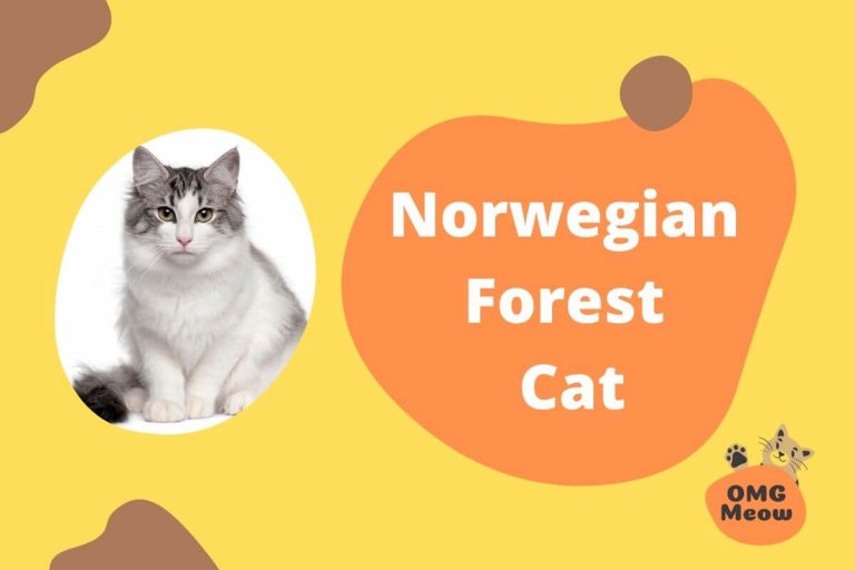 Norwegian Forest Cat: Tips, Care, and Characteristics
