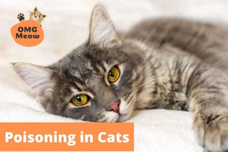 Poisoning in Cats: Signs, Causes, Treatment, + Common Poisons