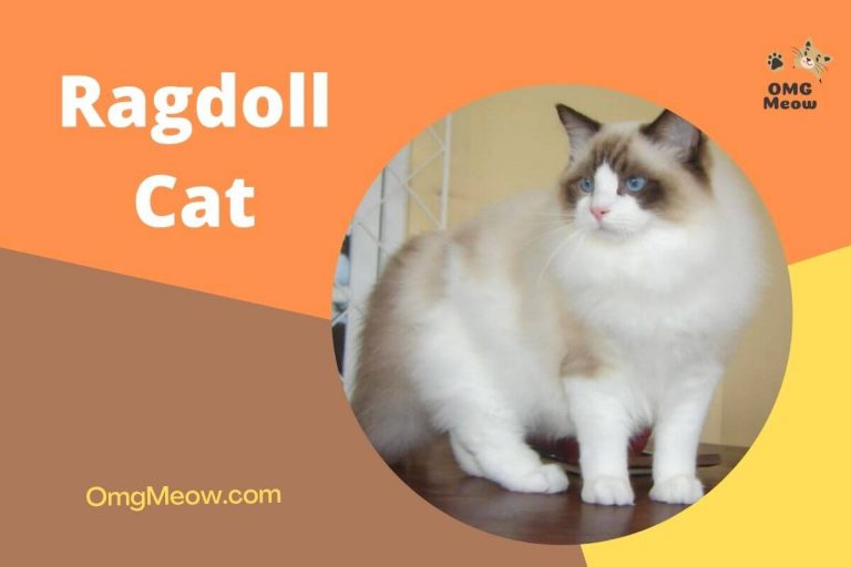 Ragdoll Cat: Tips, Care, and Characteristics