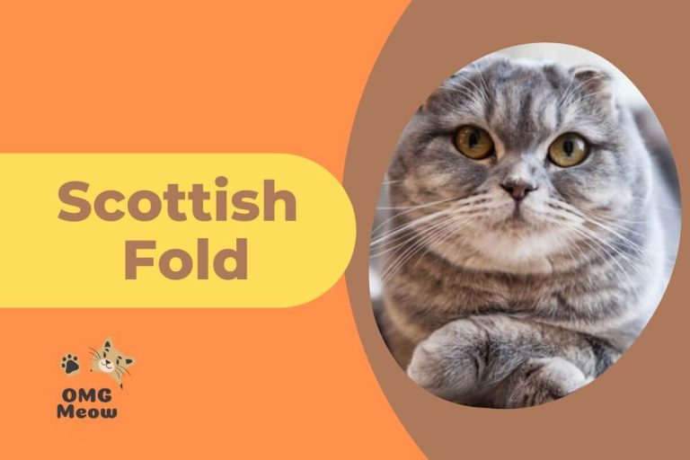 How much do you know about the Scottish fold?