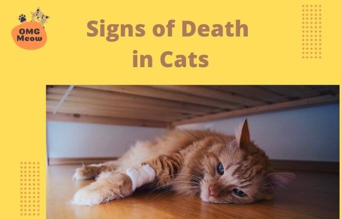 5 Signs of Death in Cats