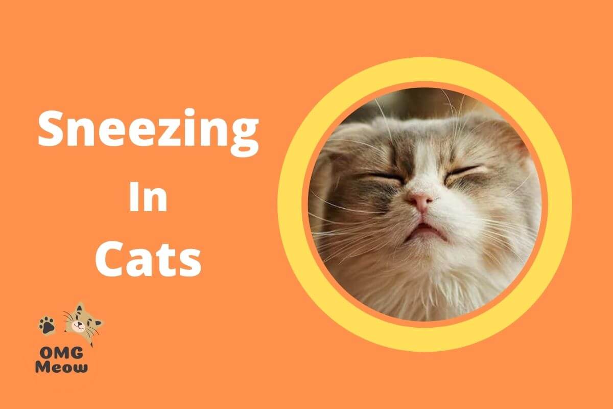 Cat Sneezing a lot