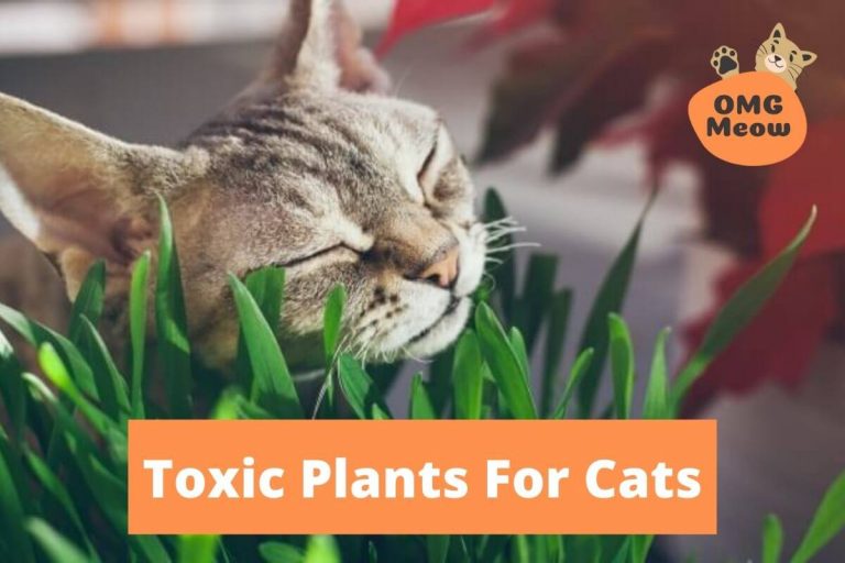 What Plants are Toxic to Cats?