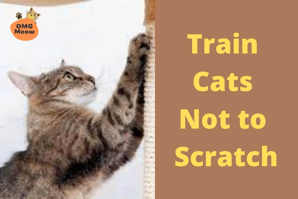 How to Train Cats not to Scratch