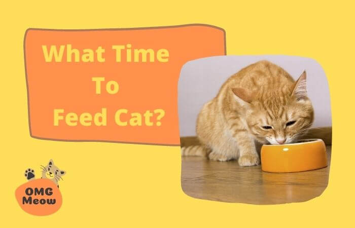 What Times of the Day should I Feed my Cat?