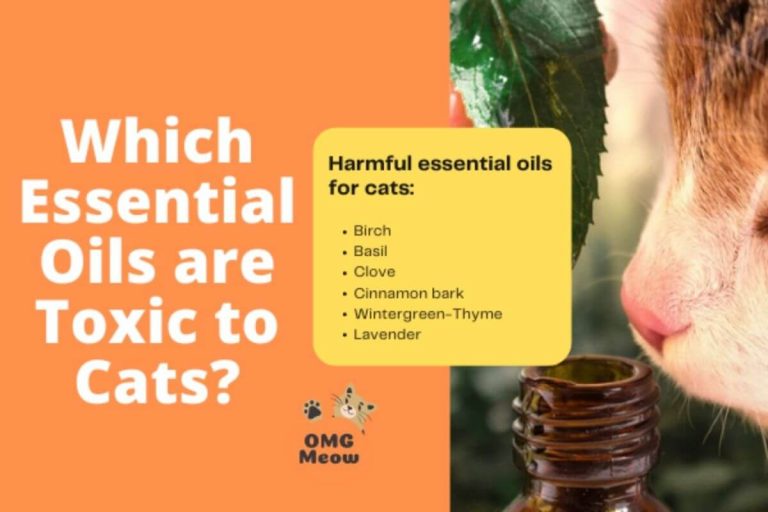 What Essential Oils are Harmful to Cats? How to Keep Cats Safe Around Essential Oils?