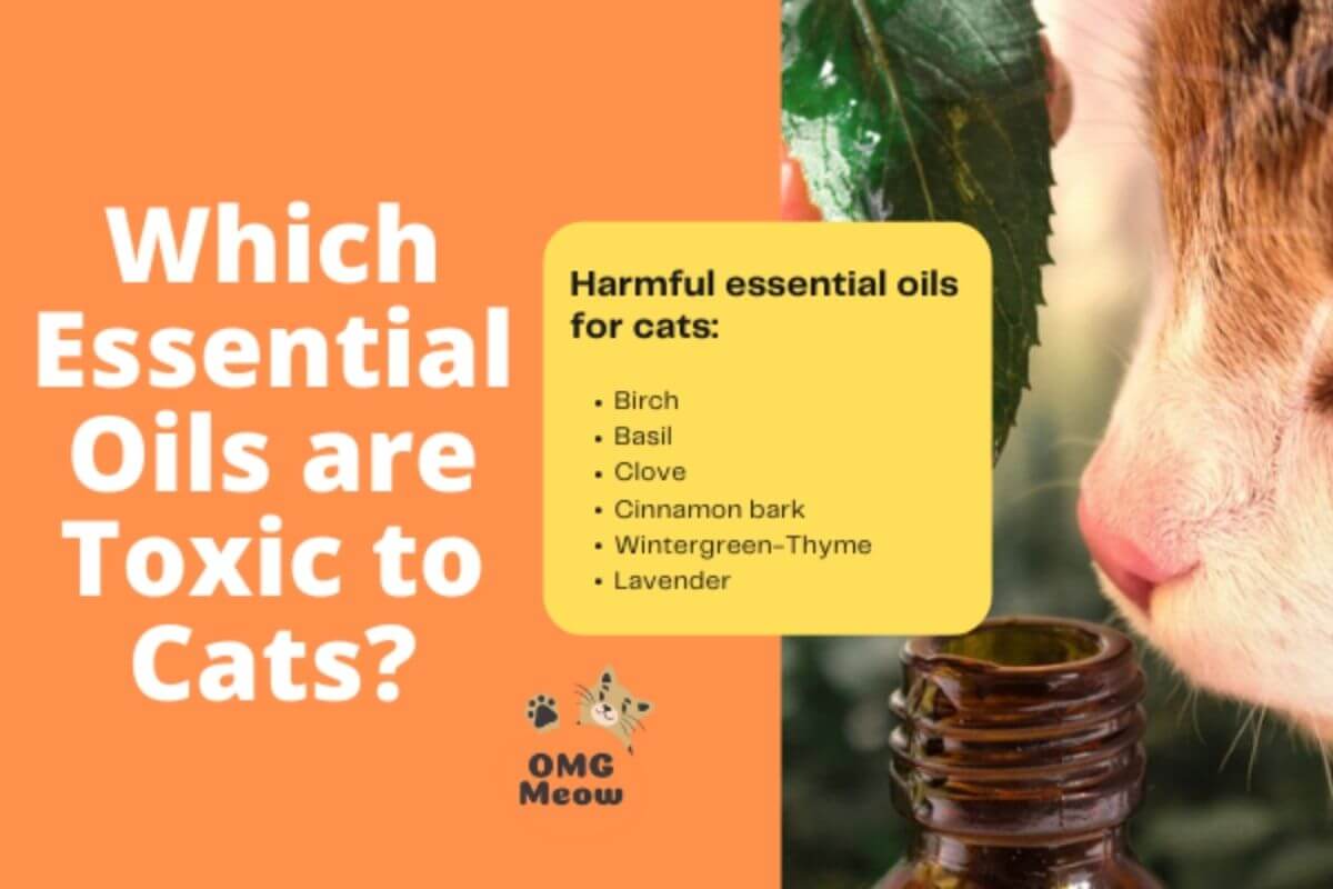 What essential oils are harmful to cats?