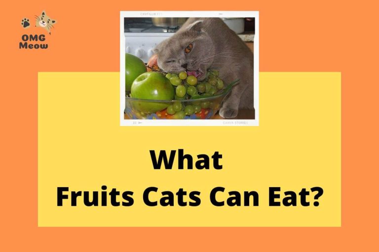 What Kind of Fruits Cats can Eat?