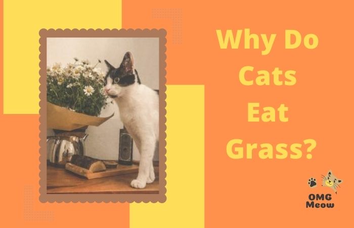 Why do Cats Eat Grass and Plants?