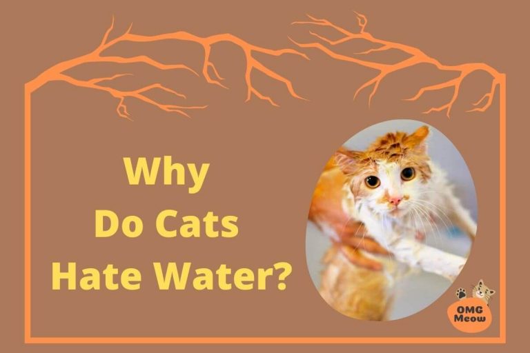 Why Do Cats Hate Cats Water? How to Make my Cat Like Water?