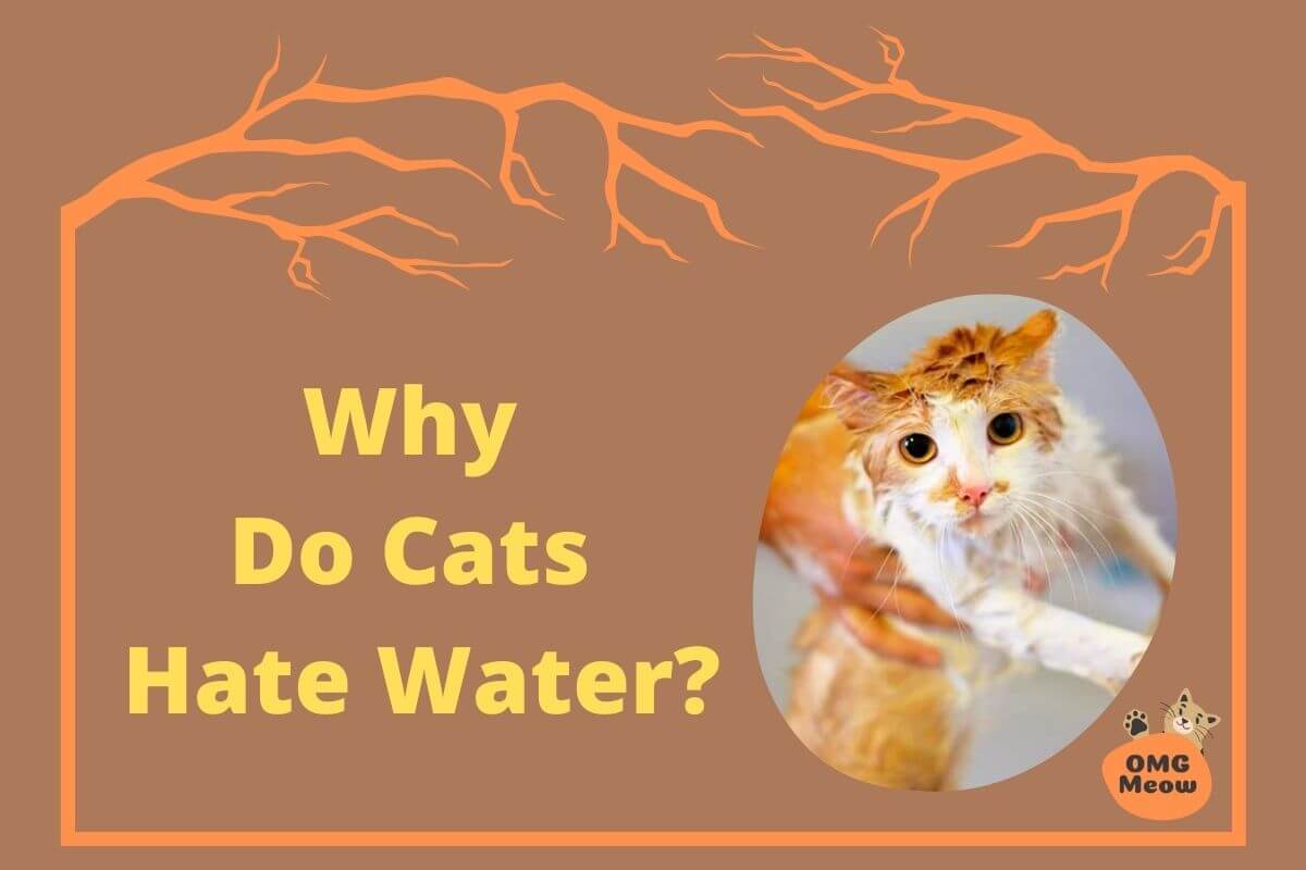 Why Don't Cats Like Water