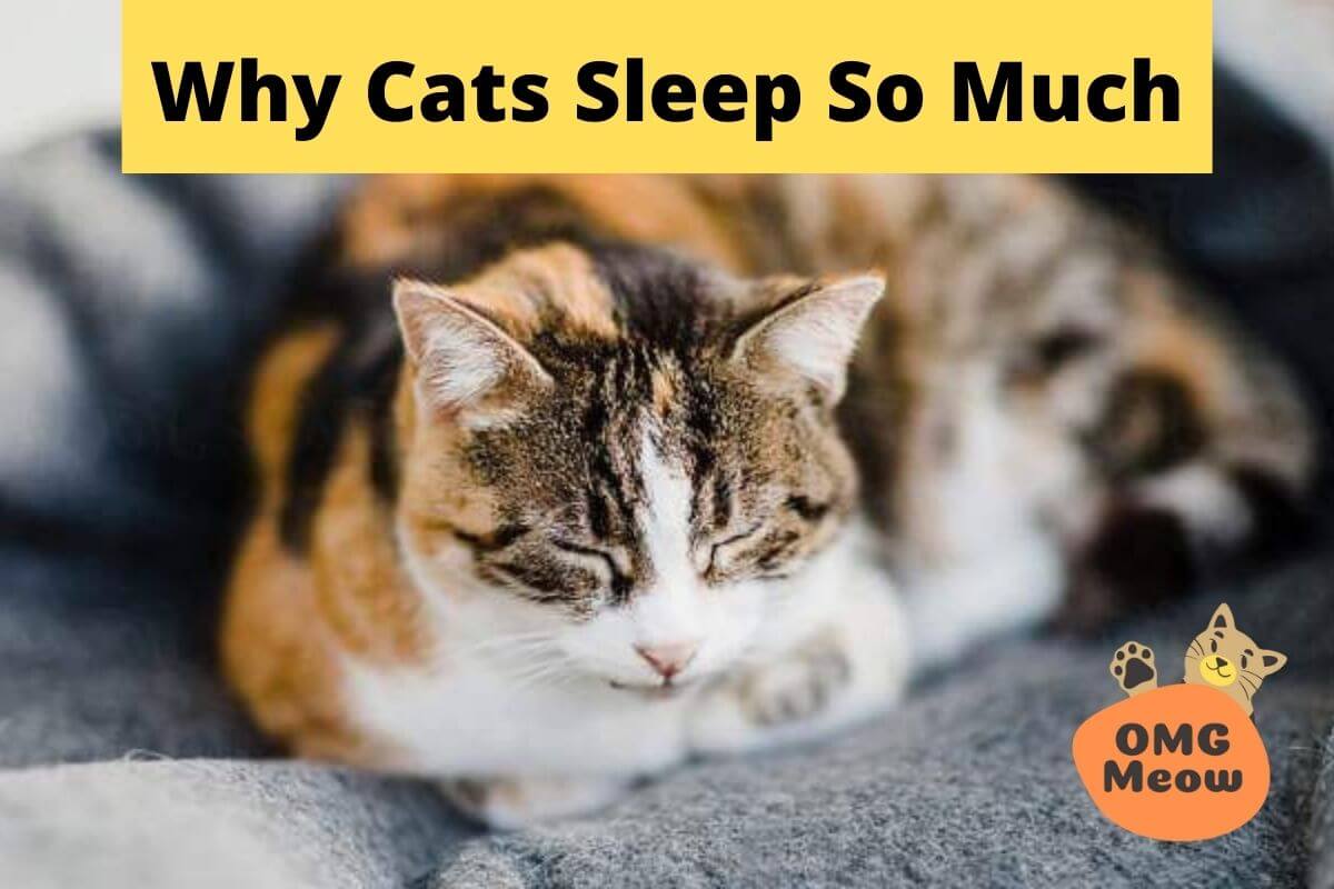 Why do cats sleep a lot