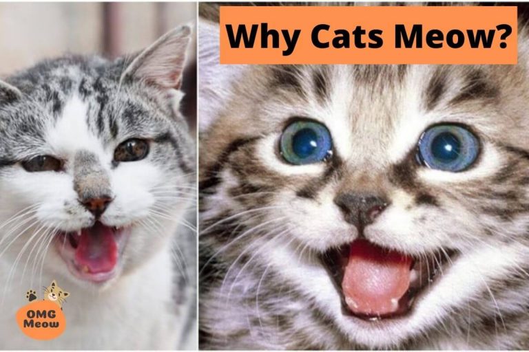 Why do cats Meow and what does it Mean?