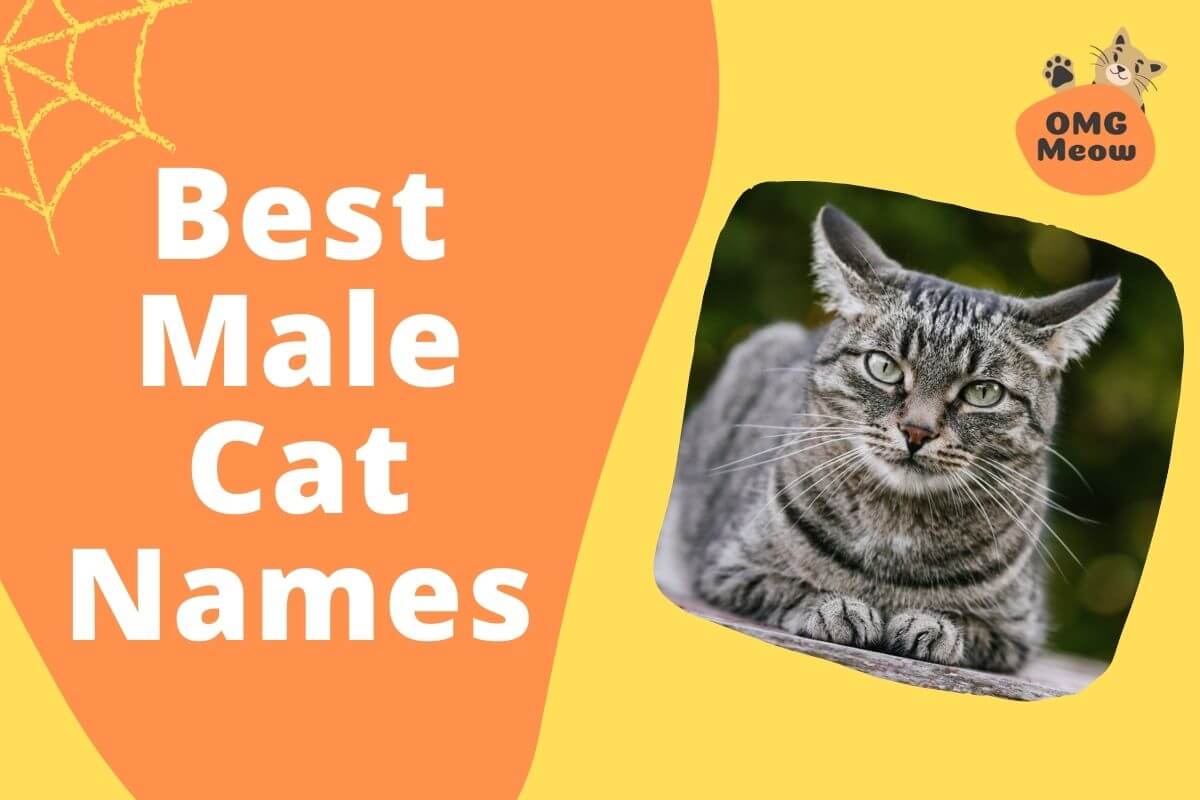 best names for male cats
