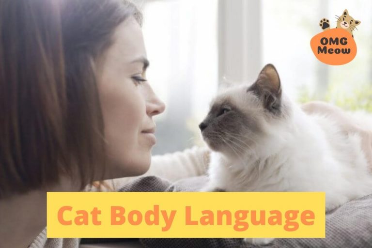 Do you Understand the Body Language of Cats?