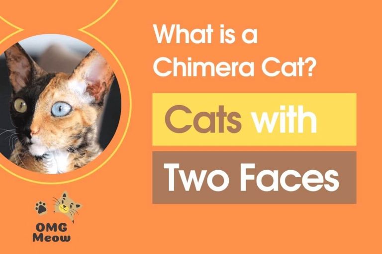 Who are Chimera cats or cats with two faces?