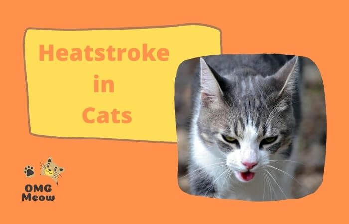 heat stroke in cats